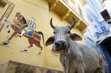 Cow in street in front of a mural Nandi in India