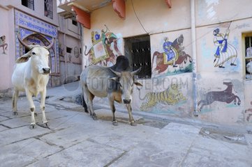 Bulls in street in front of a mural Nandi in India