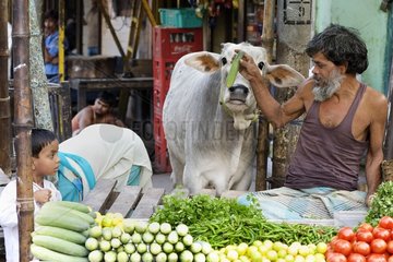 Man eating a cow in a market in Calcutta India