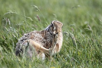 Brown hare cleaning its feet in a meadow at spring England