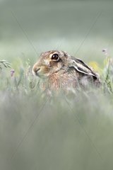 Brown hare sitting in tall grass at spring England