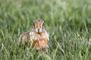 Brown hare laying in the grass at spring England