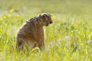 Brown hare yawning in the grass at spring England