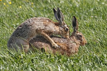 Brown hares mating in a meadow at spring England