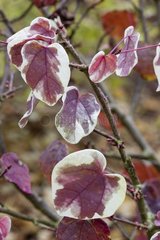 Heartleaved disanthus in a garden in autumn