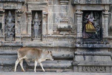 Cow walking in front of a temple at Chidambaram in India