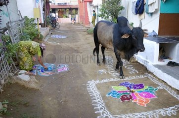 Bull walking down a street of Hampi in India