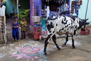 Children and Cow in a street of Hampi in India