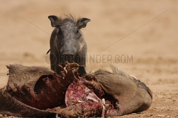 Baby wart hog near her dead mother eated by a she-wolf