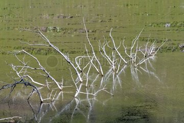 Submerged trees Trout Lake Lamar Valley Yellowstone NP USA