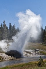 Riverside Geyser along the River Rirehole Yellowstone NP