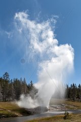 Riverside Geyser along the River Rirehole Yellowstone NP