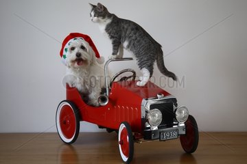 Tulear cotton and cat in a children car