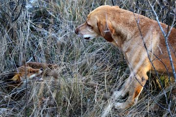 Dog watching a young fox caught in a snare