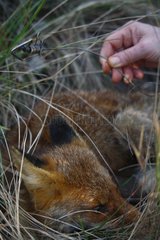 Young fox caught in a snare