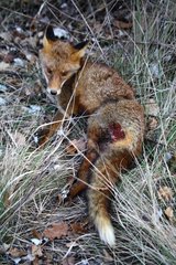 Young fox injured in a snare