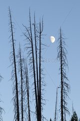 Silhouettes of dead trees and Moon Yellowstone NP USA