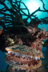 Thorny oyster on reef - Vava'u Tonga