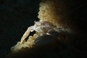 Porcelain crab in anemone - Haapai Tonga
