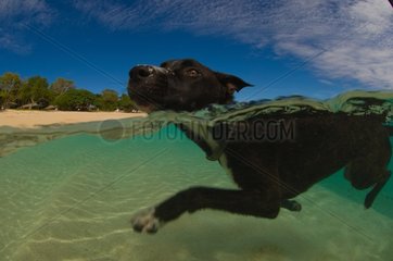 Dog swimming on beach - Tonga