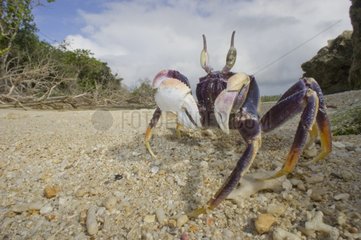 Ghost crab on beach - Haapai Tonga