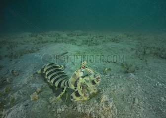 Mantis shrimp on sand bottom - Vanua Levu Fidji