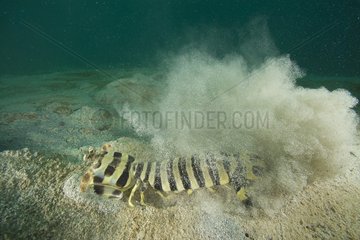 Mantis shrimp digging itself into sand - Vanua Levu Fidji