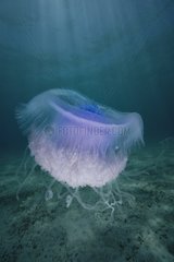 Crown jellyfish floating over sand bottom