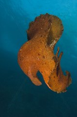 Variable sea hare - Poor Knights Reserve New Zealand