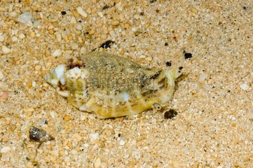 Sea snail on the sand Yate New-Caledonia