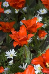 Tulipe greigii 'Fringed red riding hood'