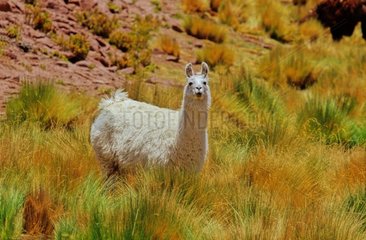 Lama -Gegend des Anden Atacama Chile