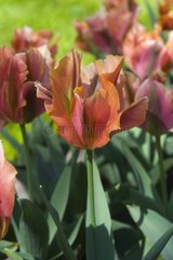 Tulipe viridiflora 'Artist'