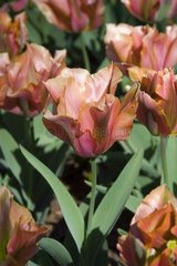 Tulipe viridiflora 'Artist'