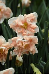 NARCISSUS 'APRICOT WHIRL'