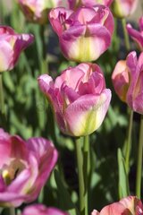 Tulipe viridiflora 'Groenland'