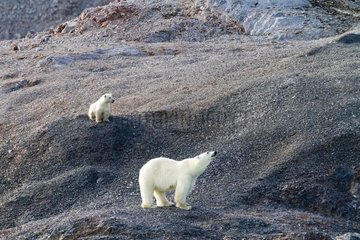 Polar bear on the young side Spitsbergen Svalbard