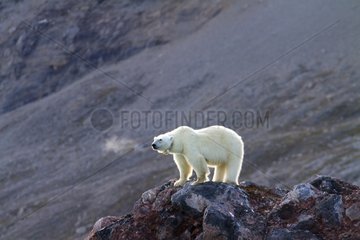 Polar Bear with transmitter collar Spitsbergen Svalbard