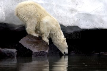Polar bear on rocky shore Spitsbergen Svalbard