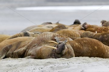 Walrus resting on the shore Spitsbergen Svalbard