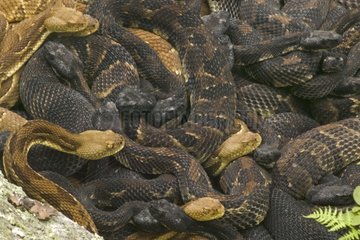 Gravid weibliche Holzklapperschlangen in USA