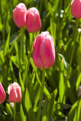 Tulipe simple tardive 'Menton'