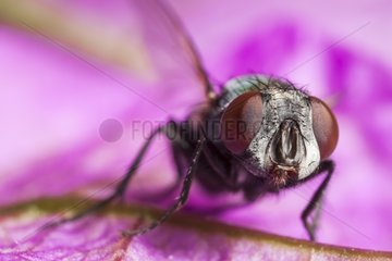 Greenbottle fly female in autumn France