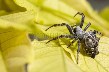 Tent-web spider in autum France