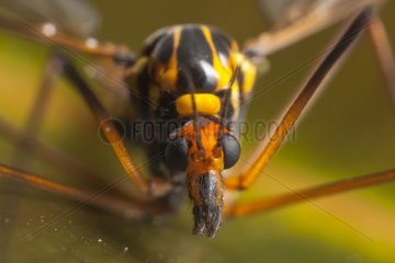 Closeup of a Crane fly in autumn France