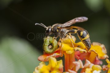Potter wasp with prey in autumn France