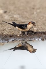 Red-rumped swallow collecting mud Bulgaria