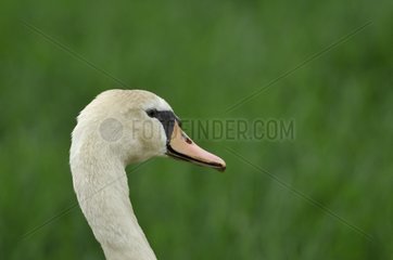 Portrait of a Mute swan Grand Voyeux NR