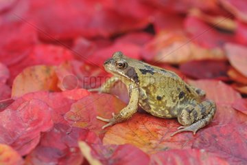 Common frog on leaves in autumn Warwickshire
