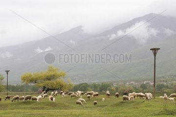 Sheep grazing near the Rhodope mountain at spring Greece
